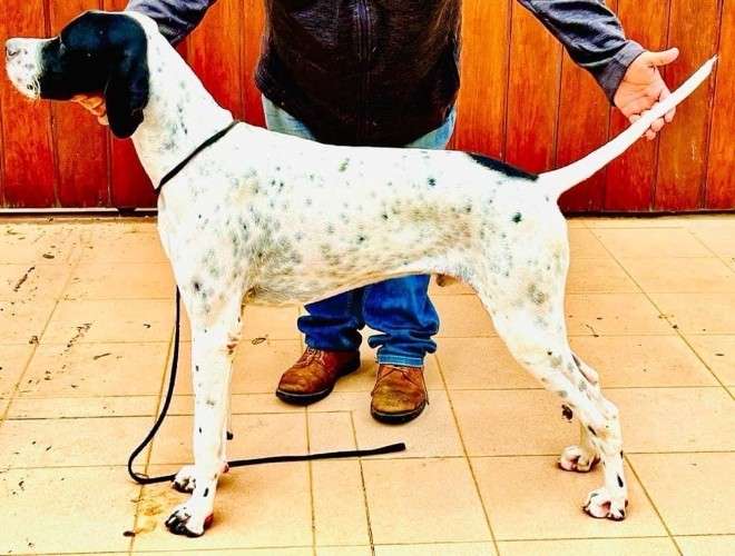 Pointer ingles puros disponibles1856400908