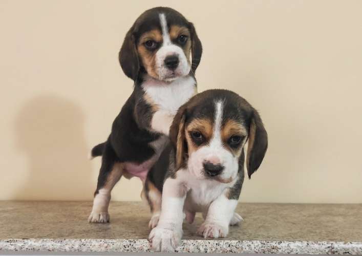 ?❤️ ¡hermosos cachorritos beagle en venta! ❤️?1924064815