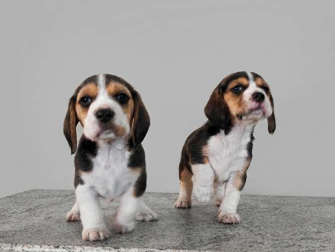 ?❤️ ¡hermosos cachorritos beagle en venta! ❤️?1295857466