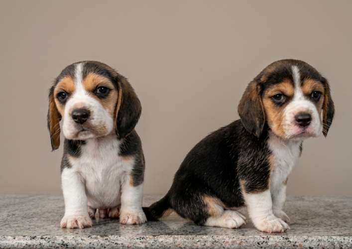 ?❤️ ¡hermosos cachorritos beagle en venta! ❤️?1295857466