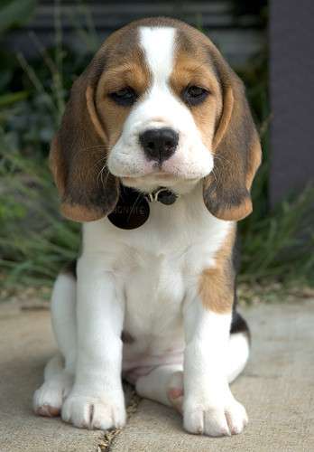 Beagle cachorros disponibles para la venta249536555