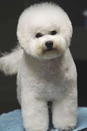 Cachorros bichon frise 2067939167