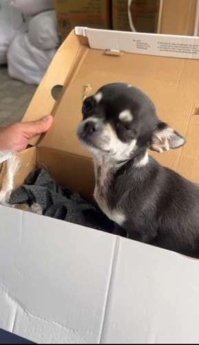 Hermosa chihuahua mini toy scz 1819729968