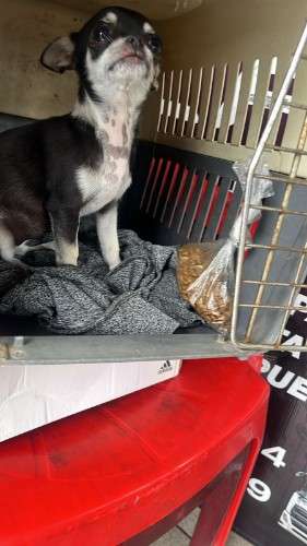 Hermosa chihuahua mini toy scz 1819729968