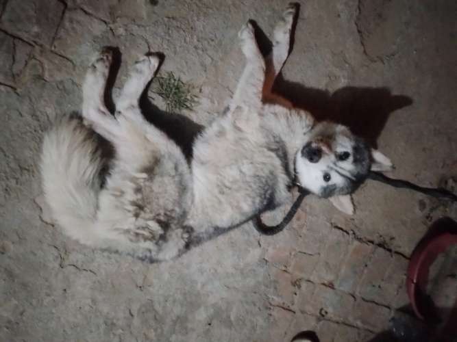 Vendo lobo siberiano 1326007617