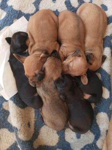 Perritos salchicha daschunt 1734422256