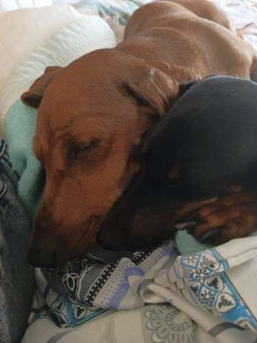 Perritos salchicha daschunt 1734422256