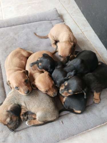 Perritos salchicha daschunt 1734422256
