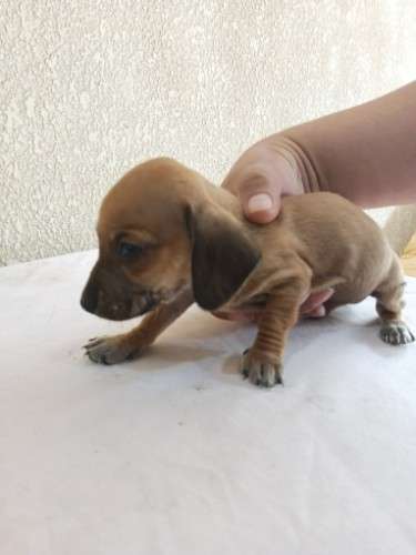 Perritos salchicha daschunt 1734422256