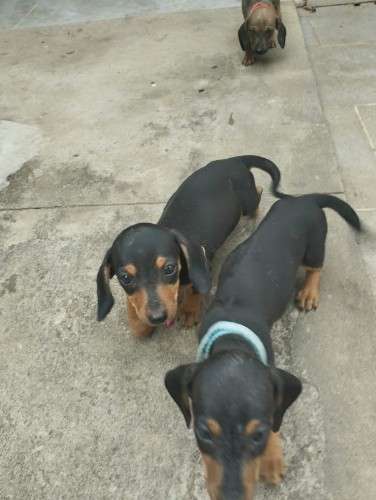 Perritos salchicha daschunt 1734422256