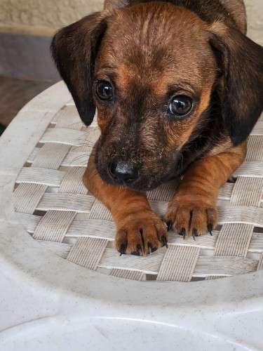 Perritos salchicha daschunt 1734422256