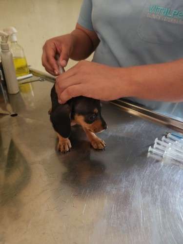 Perritos salchicha daschunt 1734422256
