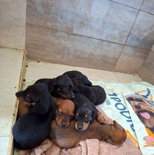 Perritos salchichas902080330