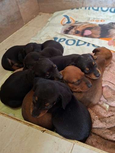 Perritos salchichas902080330