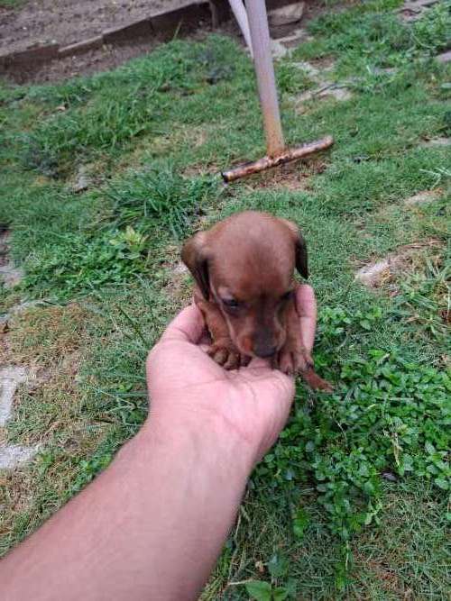 Perritos salchichas902080330