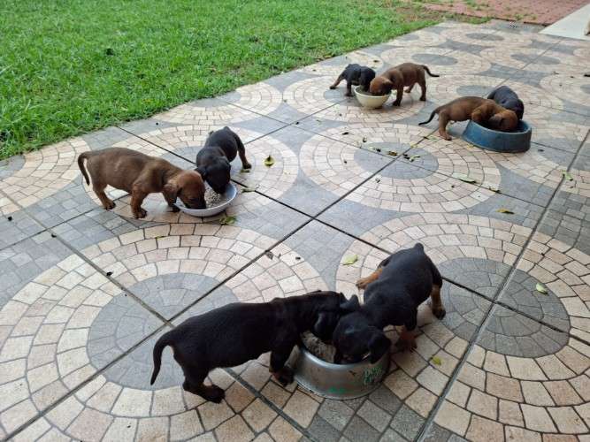 Perritos salchichas902080330