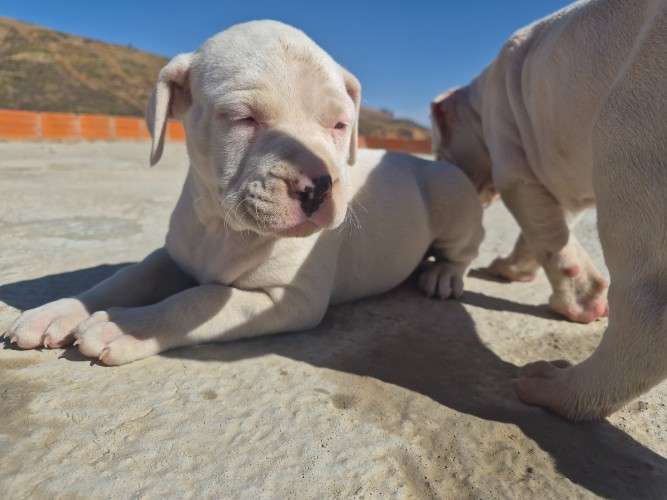 Crias de dogo argentino 2140461036
