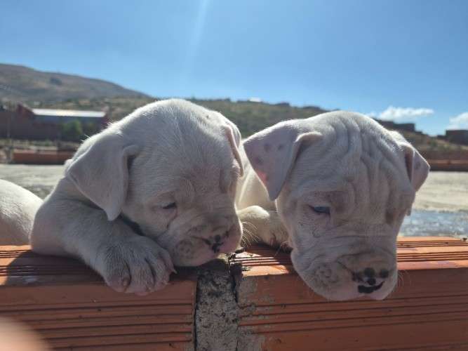 Crias de dogo argentino 2140461036