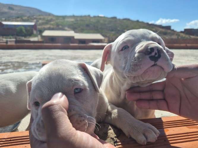 Crias de dogo argentino 2140461036