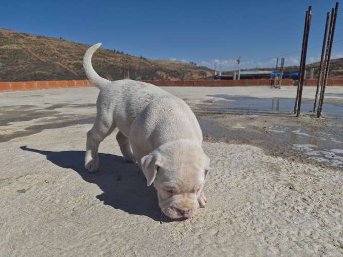 Crias de dogo argentino 2140461036