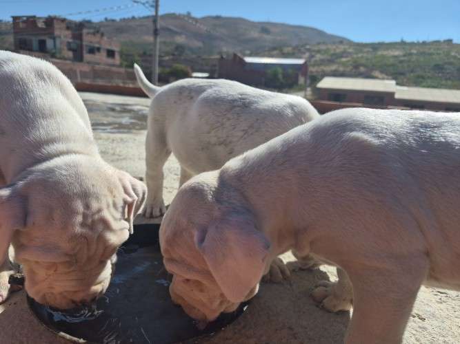 Crias de dogo argentino 2140461036