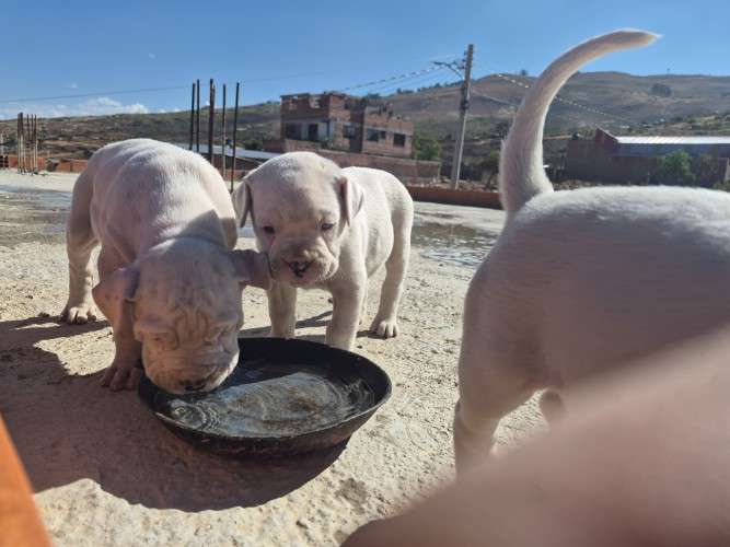 Crias de dogo argentino 2140461036
