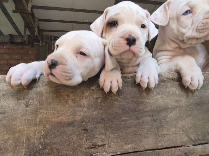Crias de dogo argentino 2140461036