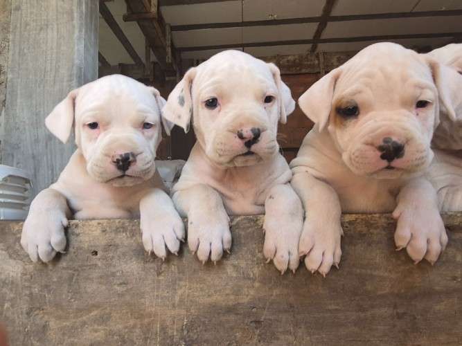 Crias de dogo argentino 2140461036