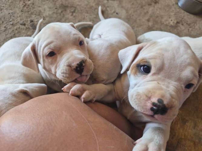 Crias de dogo argentino 2140461036