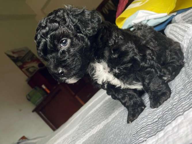 Hermosos caniches de raza en venta talla 1 251563779