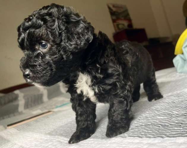 Hermosos caniches de raza en venta talla 1 251563779