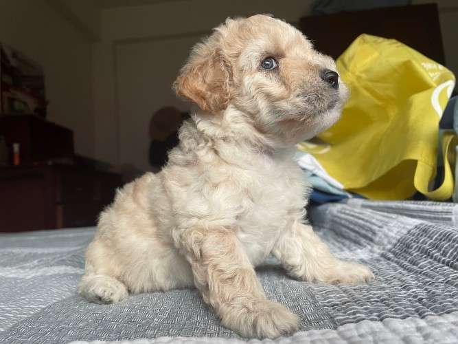 Hermosos caniches de raza en venta talla 1 251563779