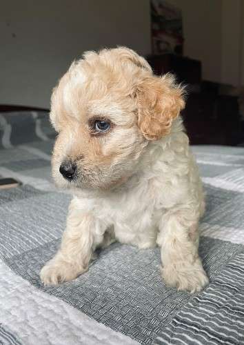 Hermosos caniches de raza en venta talla 1 251563779