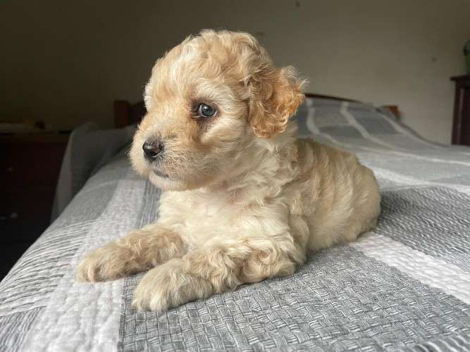 Hermosos caniches de raza en venta talla 1 251563779