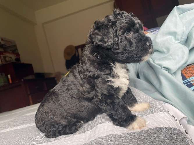 Hermosos caniches de raza en venta talla 1 251563779