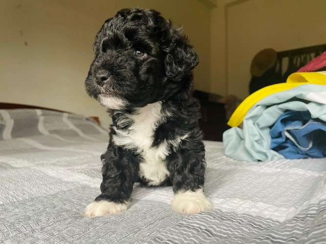 Hermosos caniches de raza en venta talla 1 251563779