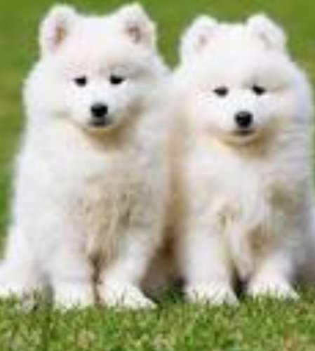 Samoyeda 283150867