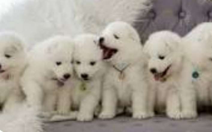 Samoyeda 283150867