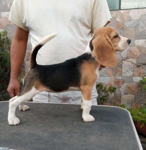 Cachorra beagle2029329430