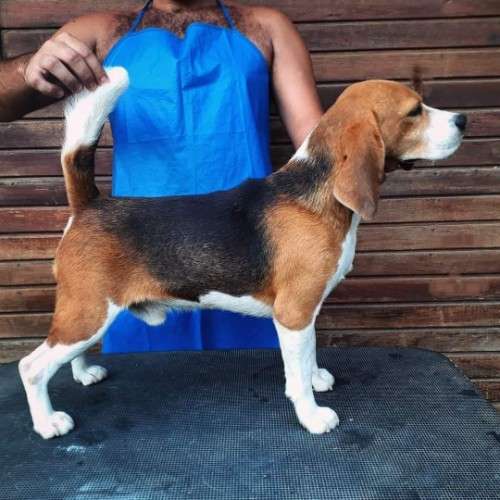 Cachorra beagle2029329430