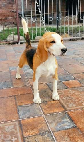 Cachorra beagle2029329430
