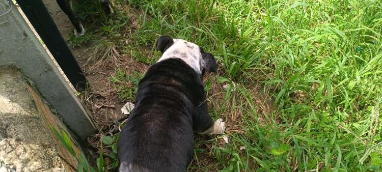 Venta de cachorro bulldog1132838958