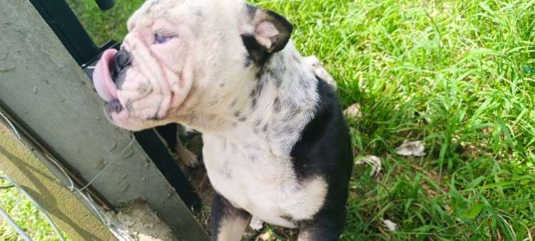 Venta de cachorro bulldog1132838958