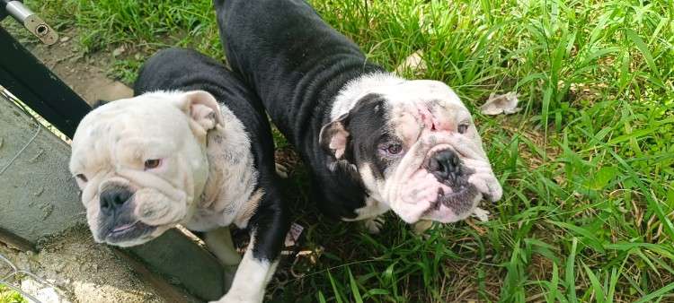 Venta de cachorro bulldog1132838958