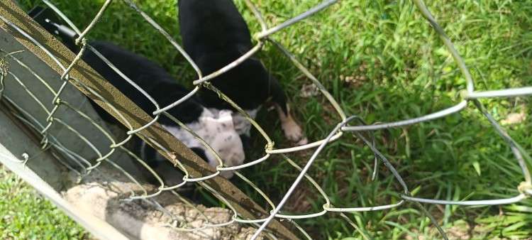 Venta de cachorro bulldog1132838958