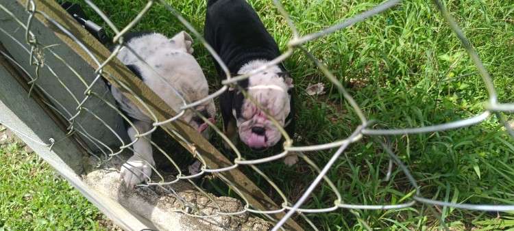 Venta de cachorro bulldog1132838958
