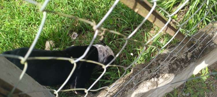 Venta de cachorro bulldog1132838958