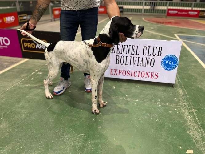 Pointer ingles puros1679167707