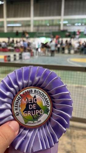 Pointer ingles puros1679167707