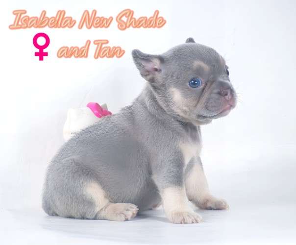 Bulldogs frances exoticos 1892090786